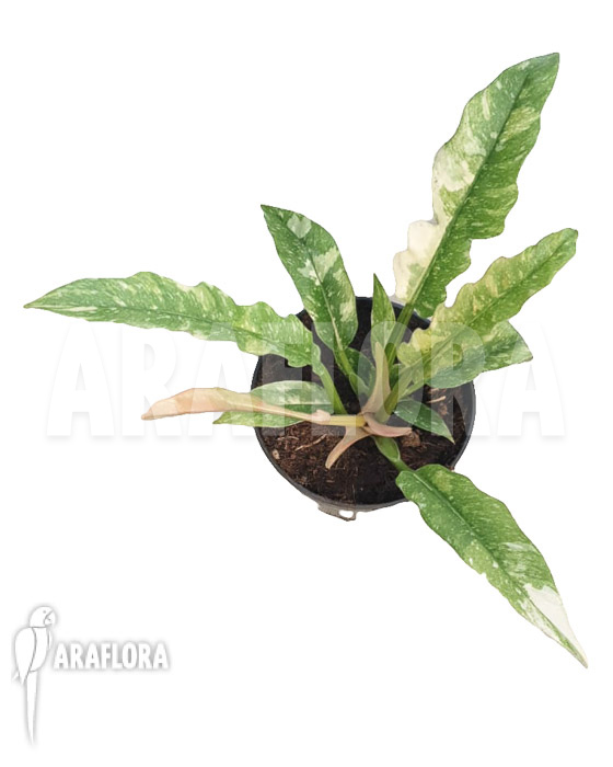 Philodendron &lsquo;Ring of Fire&rsquo; variegata