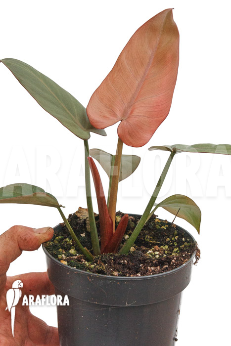 Philodendron &lsquo;Summer Glory&rsquo;