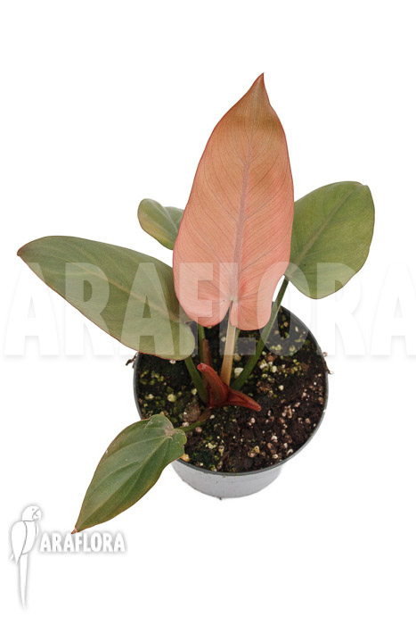 Philodendron &lsquo;Summer Glory&rsquo;