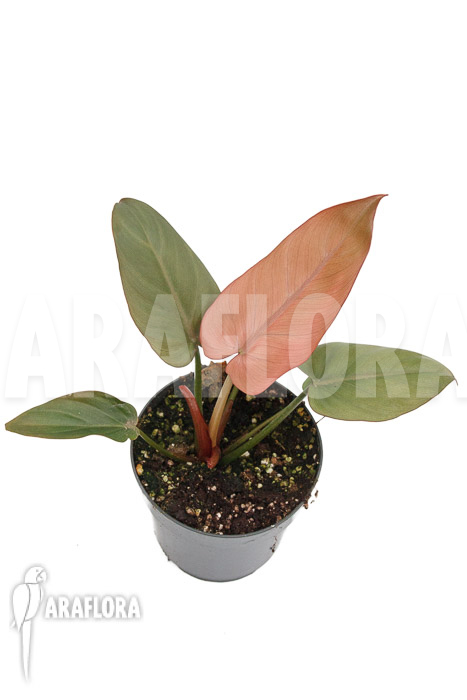 Philodendron &lsquo;Summer Glory&rsquo;