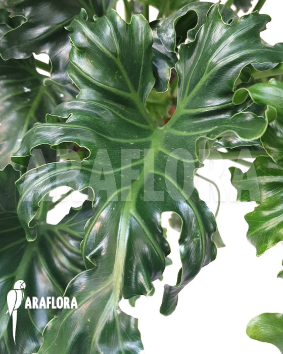 Philodendron atlantis