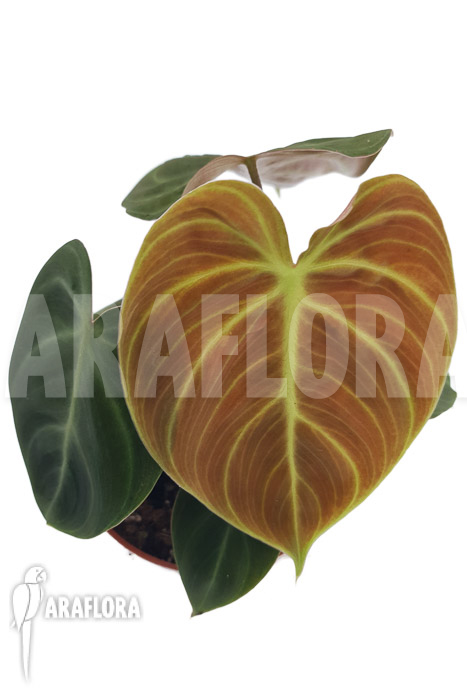 Philodendron &lsquo;el Choco red »