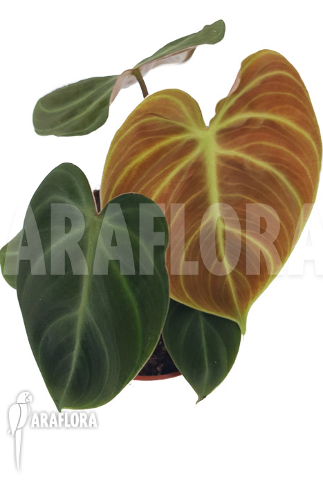 Philodendron &lsquo;el Choco red »