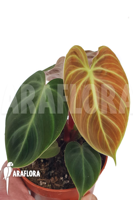 Philodendron &lsquo;el Choco red »
