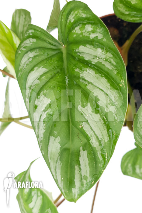 Philodendron mamei &lsquo;L&rsquo;