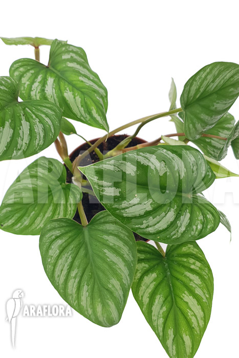 Philodendron mamei &lsquo;L&rsquo;