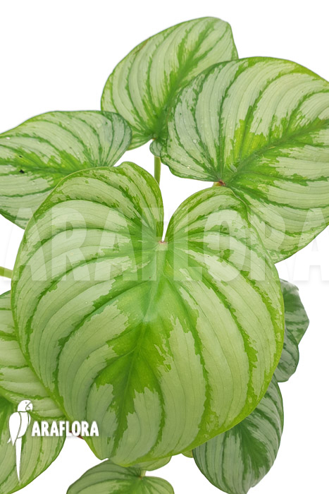 Philodendron mamei &lsquo;Silver Cloud&rsquo;