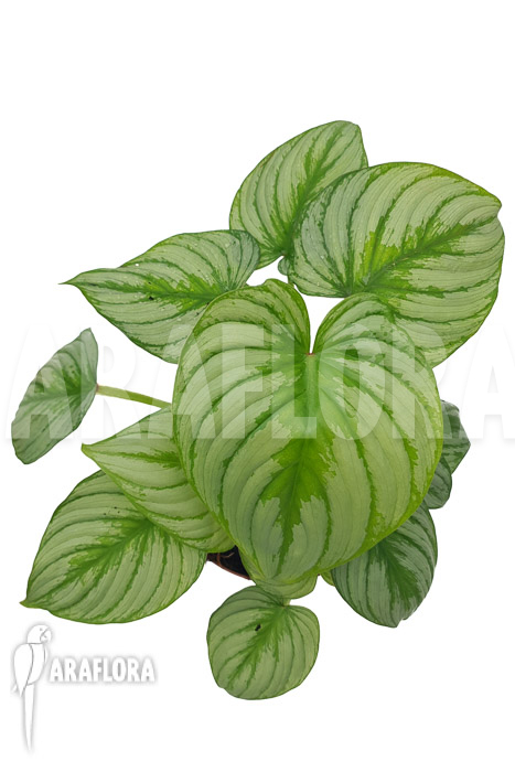 Philodendron mamei &lsquo;Silver Cloud&rsquo;