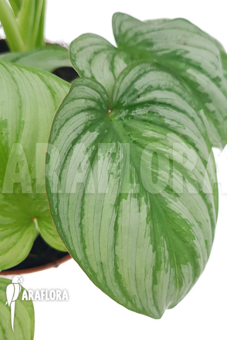 Philodendron mamei &lsquo;Silver Cloud&rsquo;
