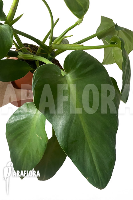 Philodendron rugosum