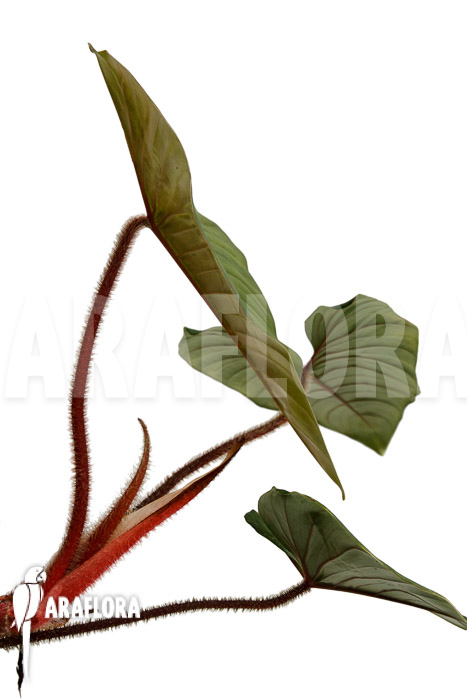 Philodendron squamicaule &lsquo;Red&rsquo;
