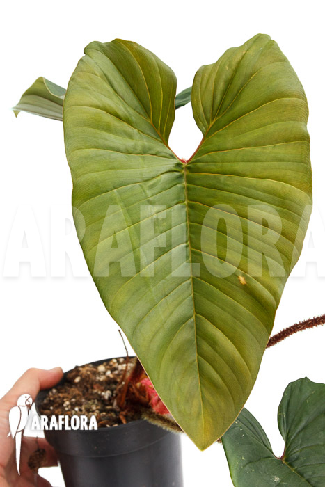 Philodendron squamicaule &lsquo;Red&rsquo;