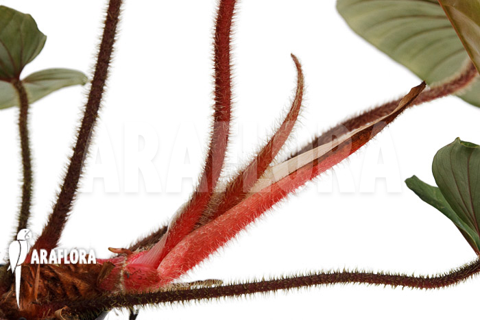 Philodendron squamicaule &lsquo;Red&rsquo;