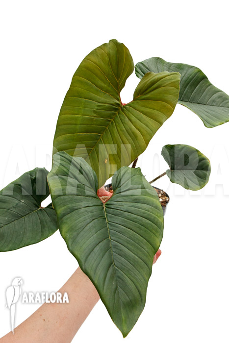 Philodendron squamicaule &lsquo;Red&rsquo;