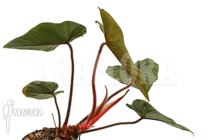 Philodendron squamicaule &lsquo;Red&rsquo;