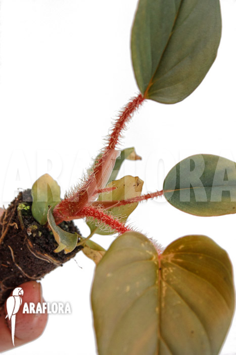 Philodendron squamicaule &lsquo;Red&rsquo; &lsquo;Plug&rsquo;