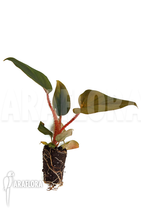 Philodendron squamicaule &lsquo;Red&rsquo; &lsquo;Plug&rsquo;