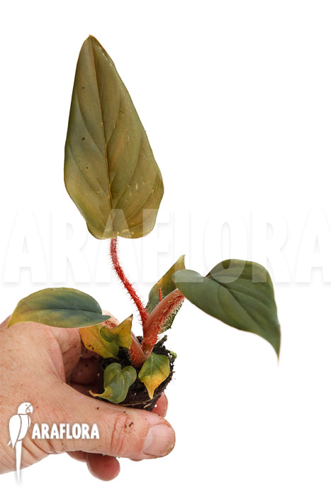 Philodendron squamicaule &lsquo;Red&rsquo; &lsquo;Plug&rsquo;