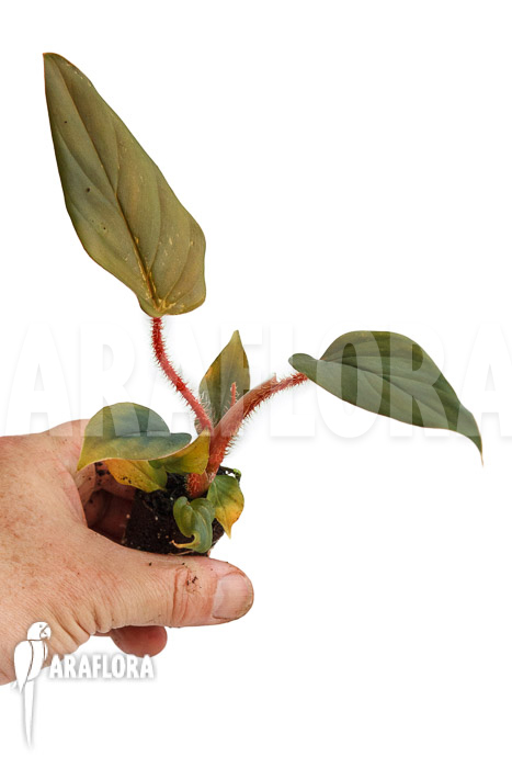 Philodendron squamicaule &lsquo;Red&rsquo; &lsquo;Plug&rsquo;