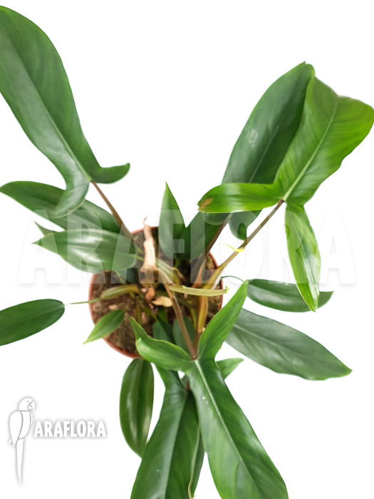 Plant Philodendron x &lsquo;69686&rsquo;