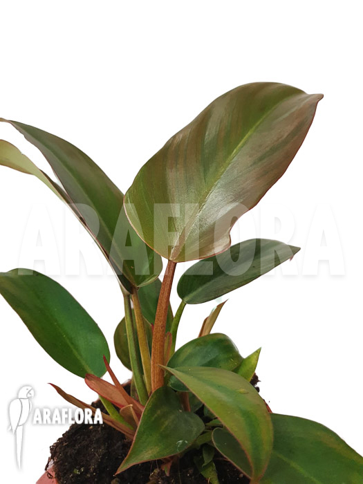 Philodendron x &lsquo;Florida bronze&rsquo;
