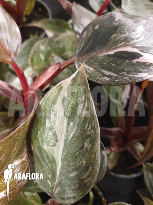 Philodendron x &lsquo;Pink marble Princess&rsquo;