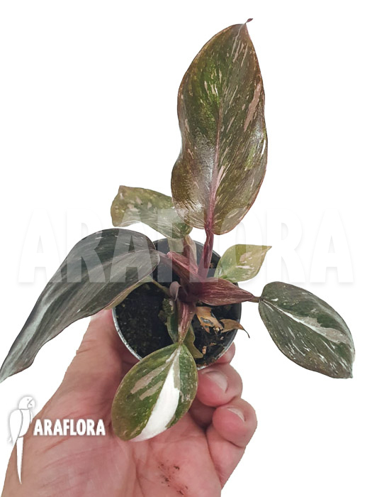 Philodendron x &lsquo;Pink marble Princess&rsquo;