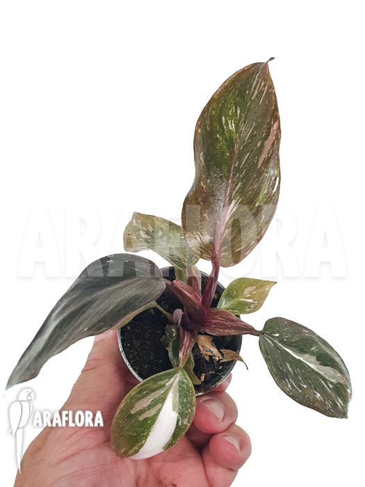Philodendron x &lsquo;Pink marble Princess&rsquo;
