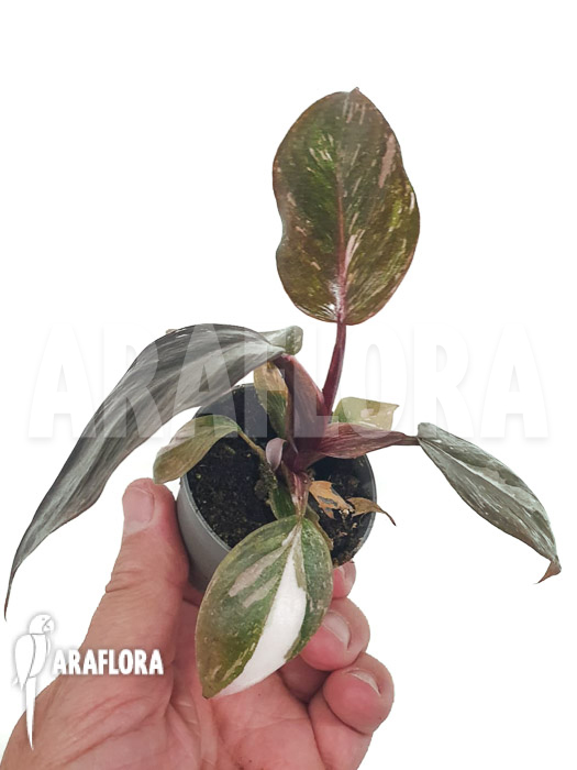 Philodendron x &lsquo;Pink marble Princess&rsquo;