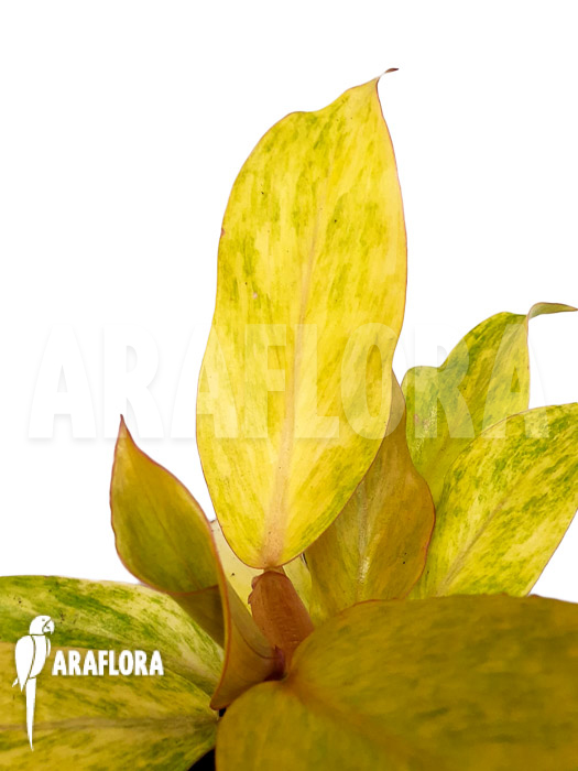Philodendron x &lsquo;Quad color&rsquo;