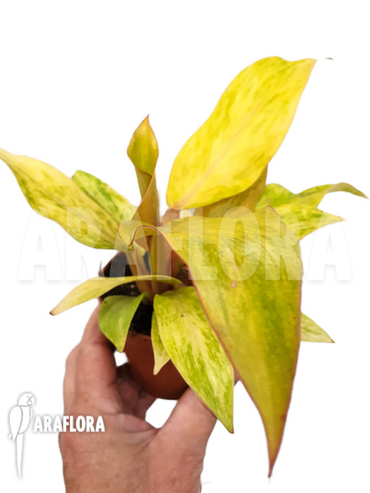 Philodendron x &lsquo;Quad color&rsquo;
