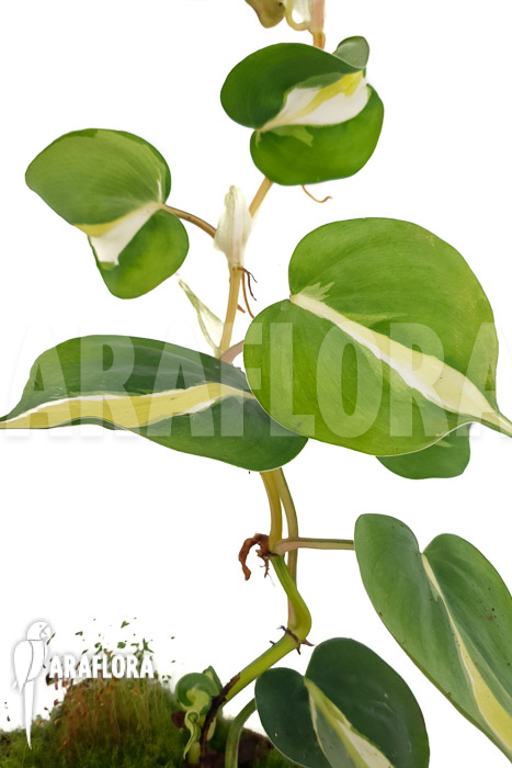 Philodendron x cream splash