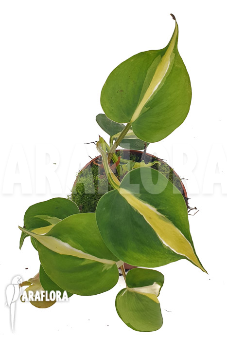 Philodendron x cream splash