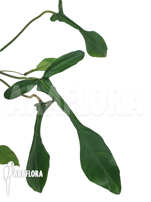 Philodendron x &lsquo;joepii&rsquo;