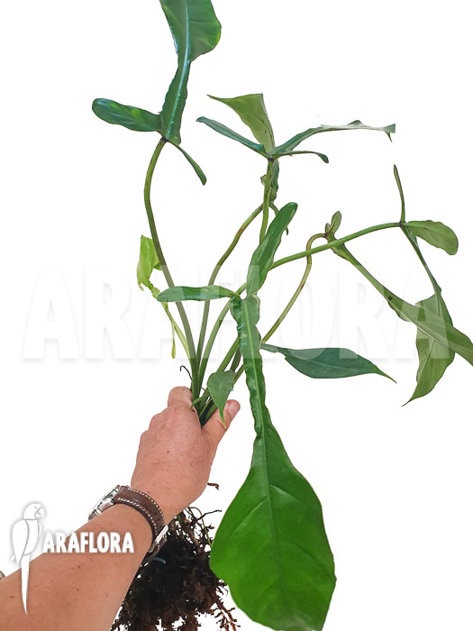 Philodendron x &lsquo;joepii&rsquo;