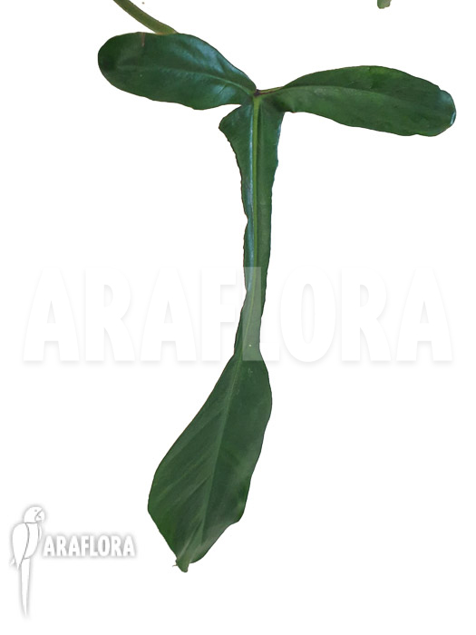 Philodendron x &lsquo;joepii&rsquo;