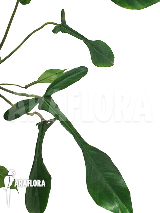 Philodendron x &lsquo;joepii&rsquo;