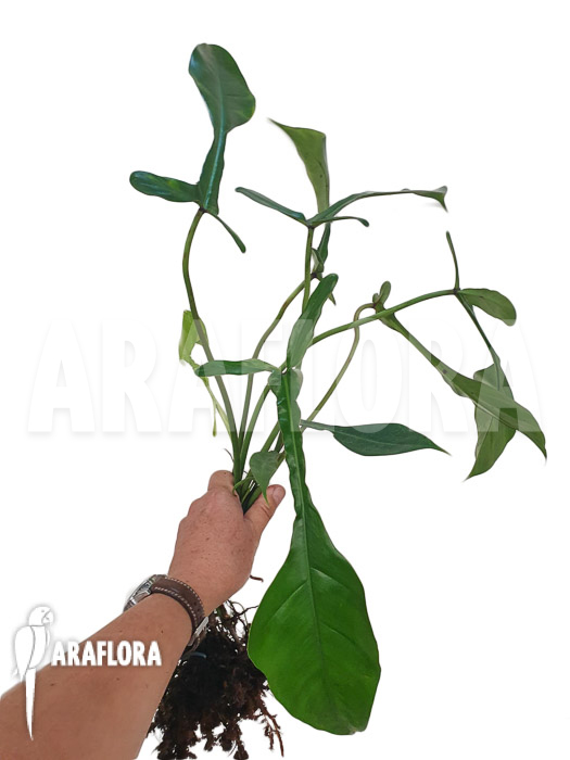 Philodendron x &lsquo;joepii&rsquo;