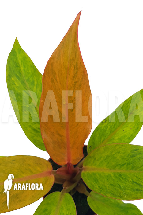 Philodendron x &lsquo;Orange marmelade&rsquo;