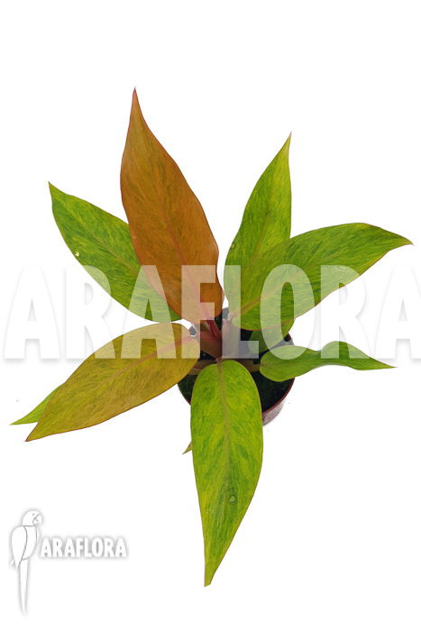 Philodendron x &lsquo;Orange marmelade&rsquo;