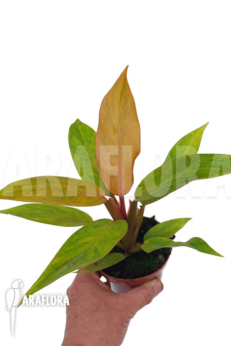 Philodendron x &lsquo;Orange marmelade&rsquo;