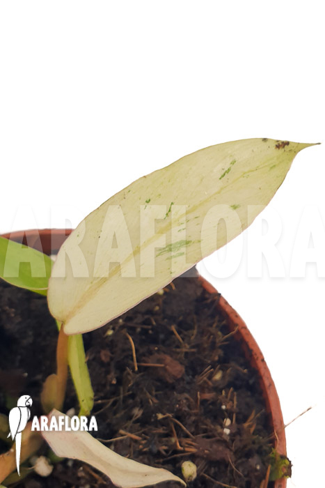 Philodendron x &lsquo;snowdrift&rsquo;