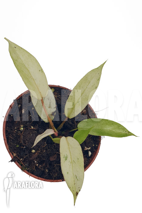 Philodendron x &lsquo;snowdrift&rsquo;