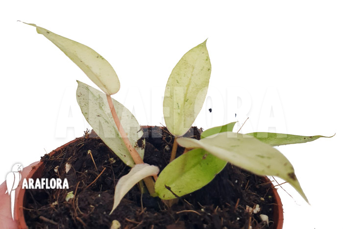 Philodendron x &lsquo;snowdrift&rsquo;