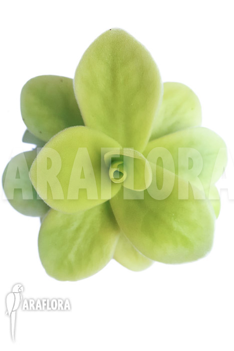 Pinguicula gigantea B