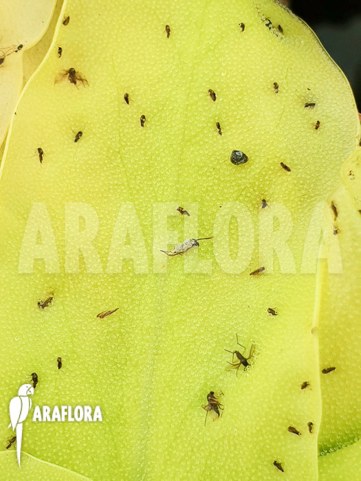 Pinguicula grandiflora