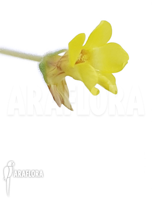 Pinguicula pumila &lsquo;Yellow&rsquo;