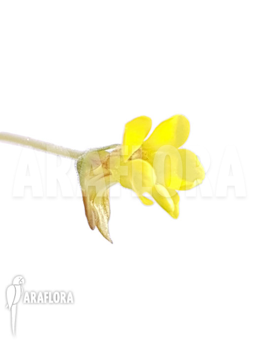 Pinguicula pumila &lsquo;Yellow&rsquo;