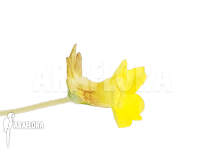 Pinguicula pumila &lsquo;Yellow&rsquo;