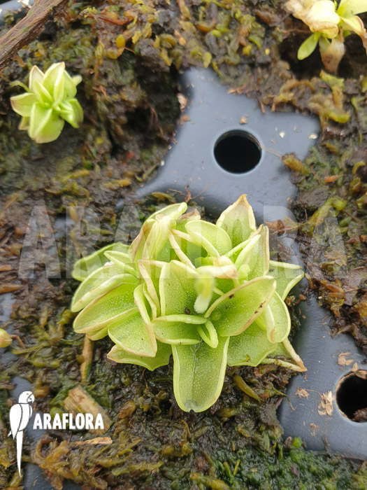 Pinguicula pumila &lsquo;Yellow&rsquo;